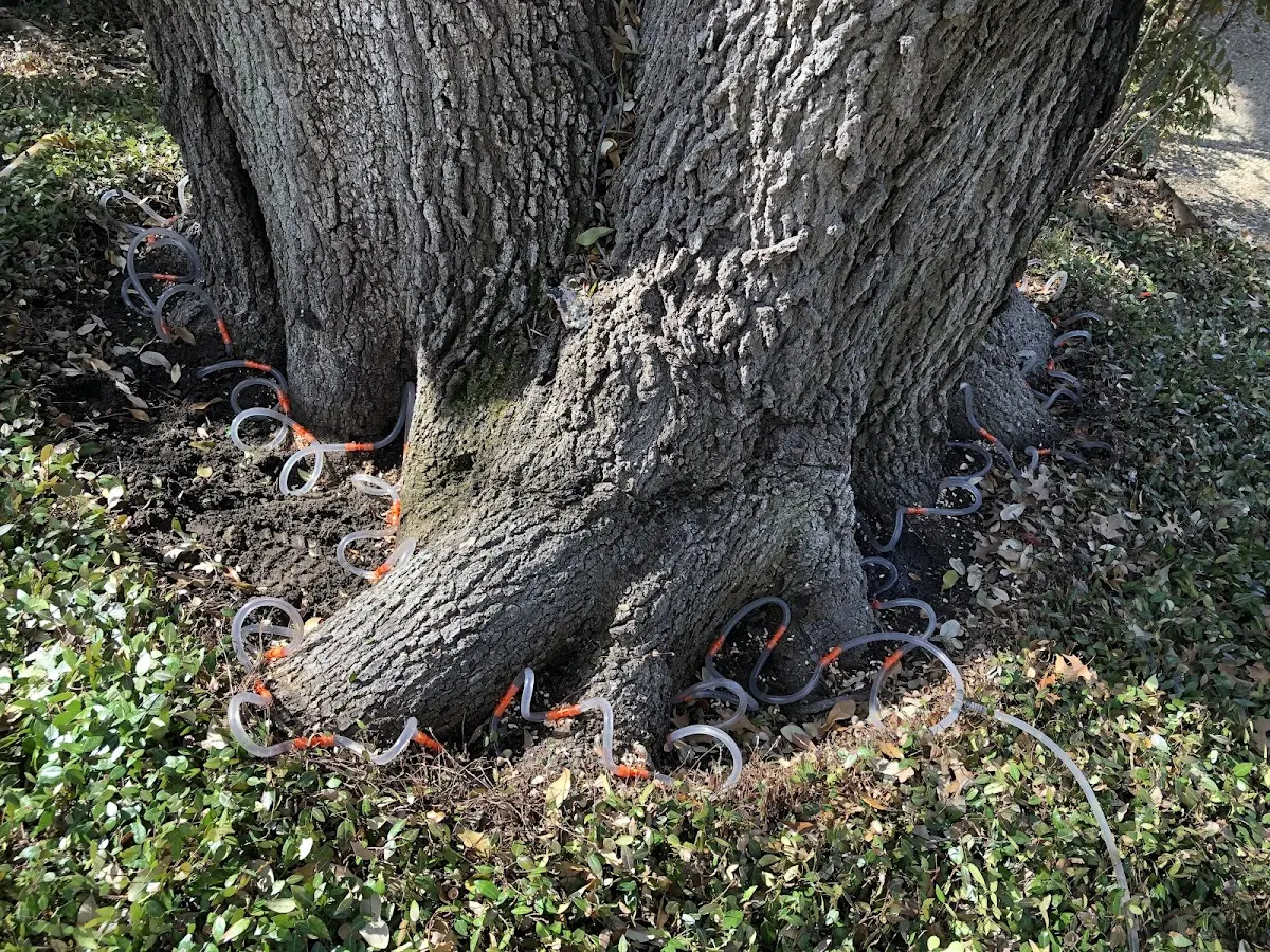 Detailed Tree Cabling and Bracing job site in Hagan