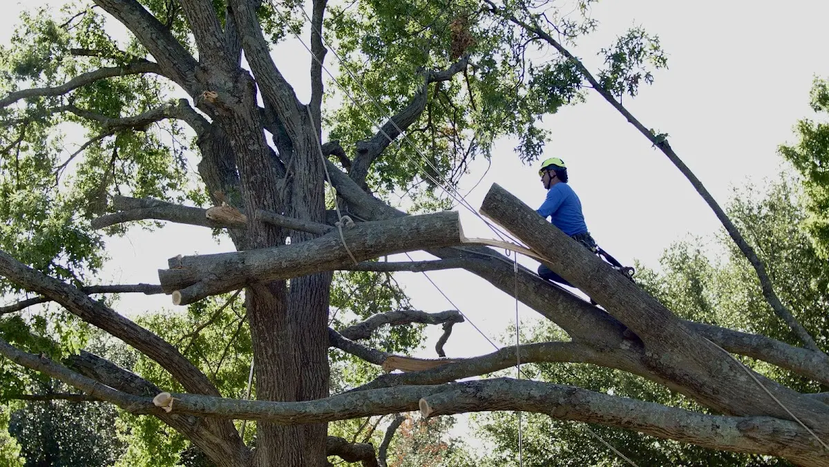 Professional Crown Thinning performed by certified arborists in Hagan